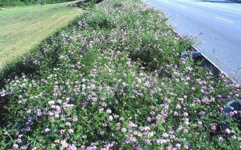 An infestation of crown vetch growing along a roadside with mowed grass on the left.  