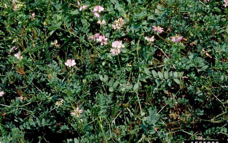 A mass of crown vetch plants with pink flowers overtaking a grassy area.  