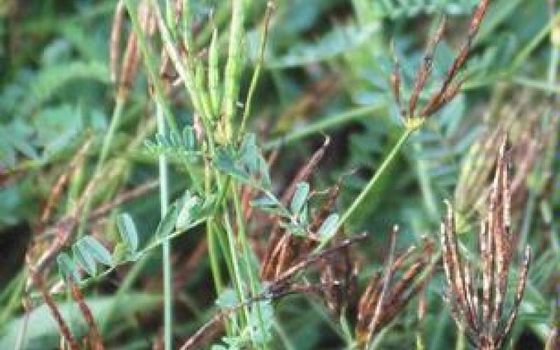 A plant with green and dried, bean-like seedpods.    