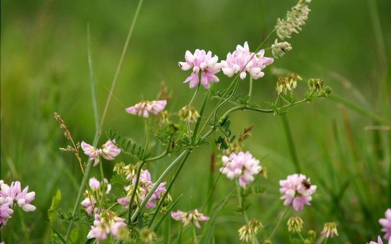 A viney plant with pink flowers and grass in the background.   