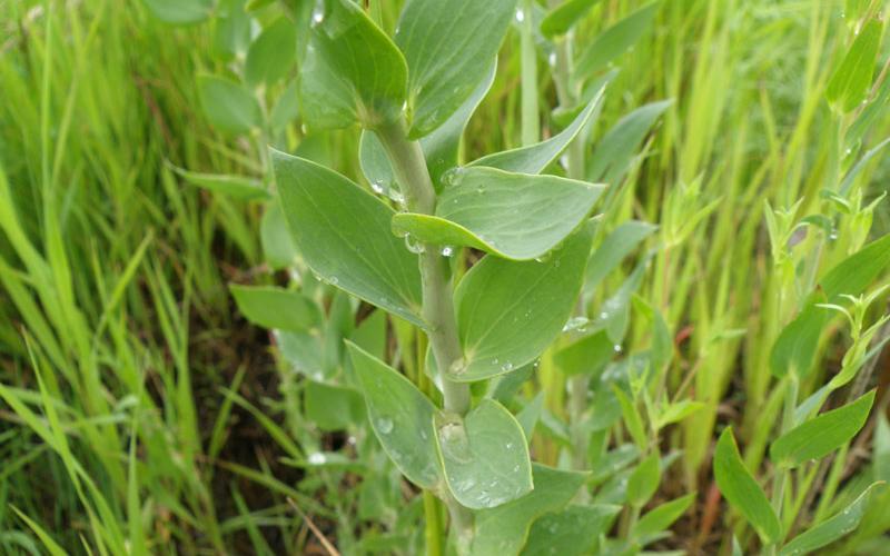 Leaves are heart shaped, blue green, and waxy.