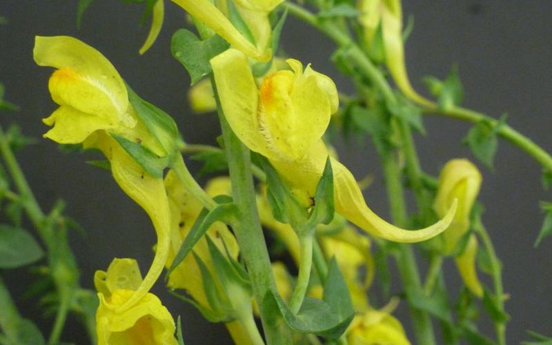 Close up of a cluster of yellow flowers.