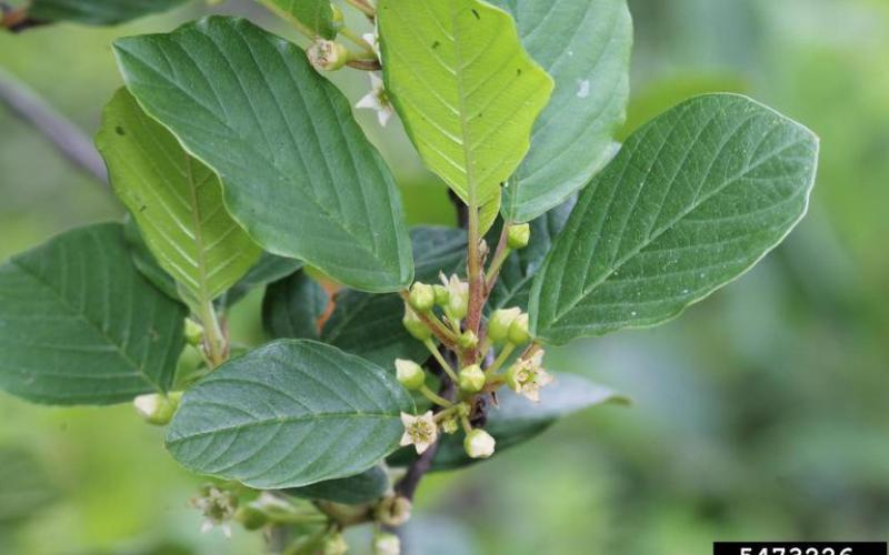 A closeup of a cluster of tiny flowers with glossy green leaves. 