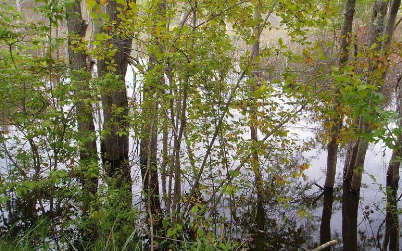 A group of shrubs and trees by the edge of a pond. 