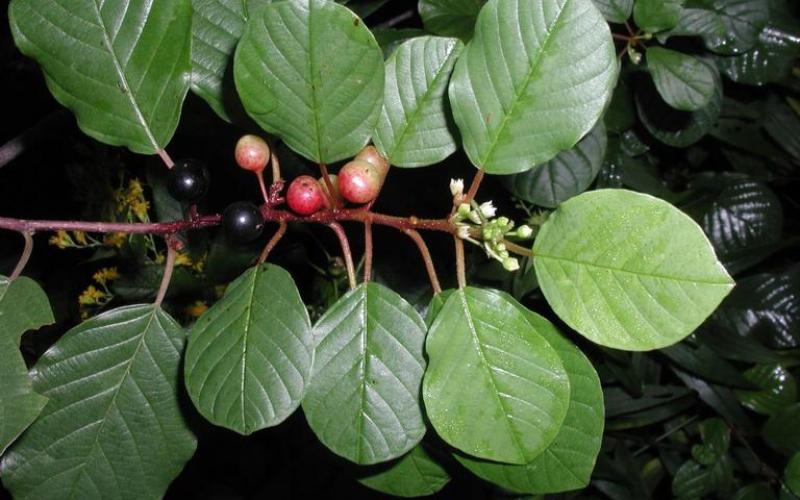 A reddish branch with ground, glossy green leaves that have prominent veins and reddish fruit.  