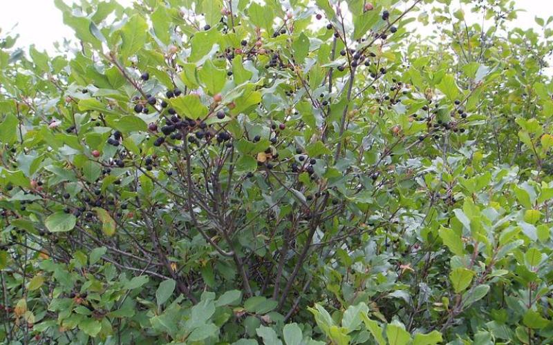 A shrub with green leaves and black berries. 