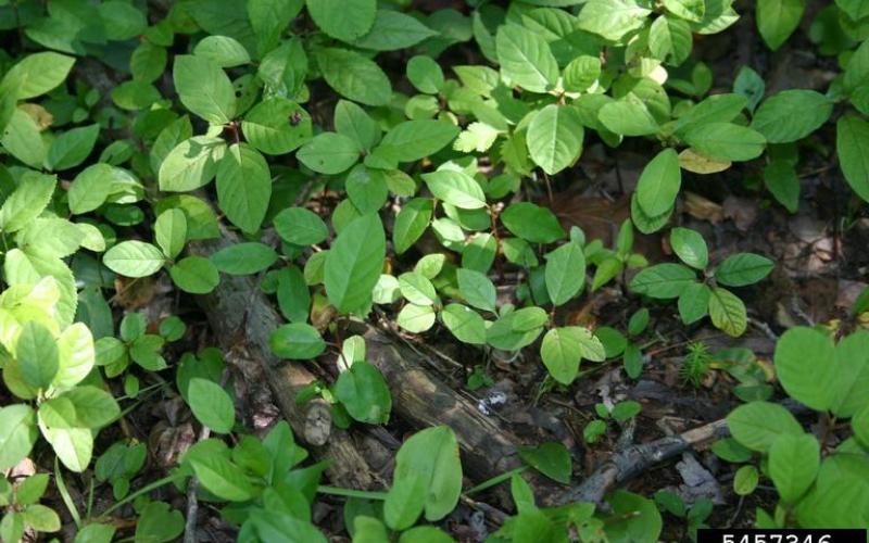 Multiple small seedlings growing in a forest. 