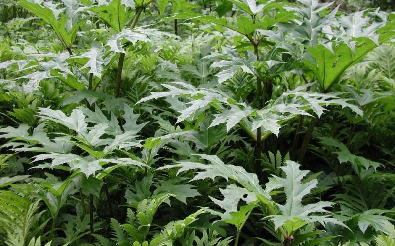 Large green leaves with deep lobes and ferns in the foreground.