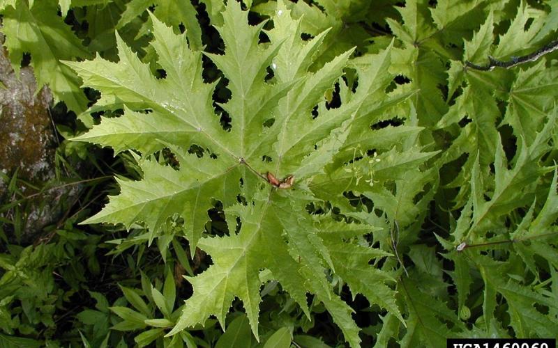 A green leaf with sharp, pointed tips and deep lobes.