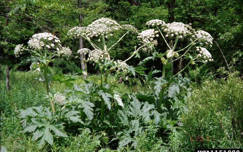 A cluster of plants that are 10 feet tall with trees in the background.