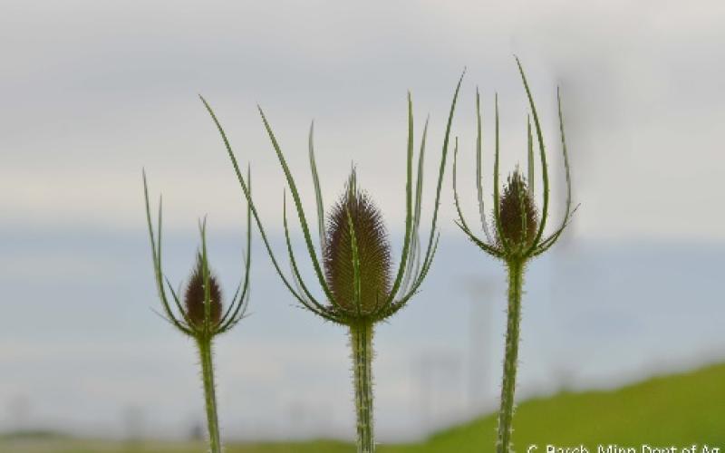 Cluster of seed heads with a gray background.