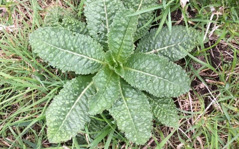 Rosette growing in grass. 