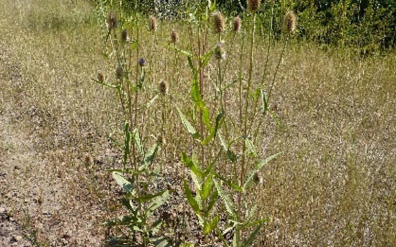 Three teasel plants near a road. 