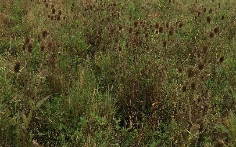 Infestation in a grass pasture. 