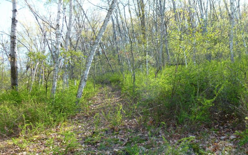 A path mowed through a thicket of barberry plants with trees scattered.  