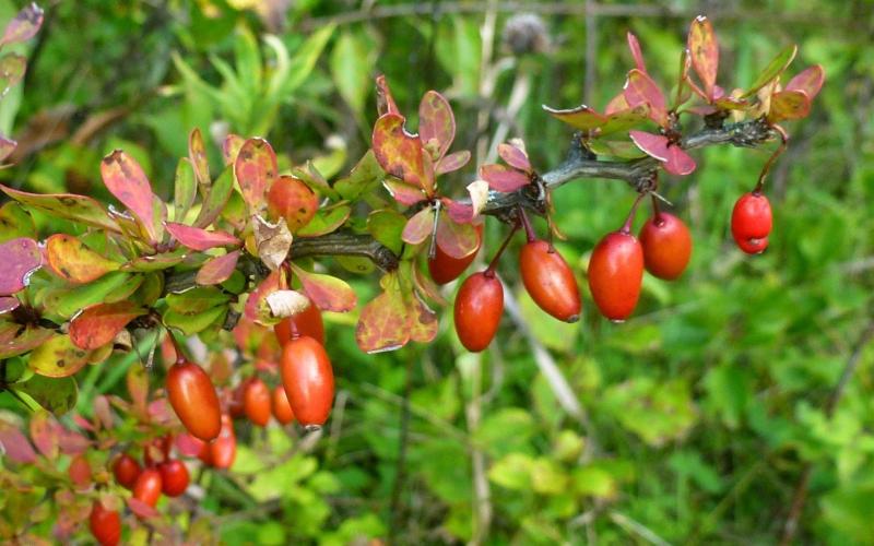 A closeup of a branch with small egg shaped red fruit hanging down and reddish leaves.  