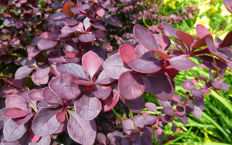 Japanese Barberry  Minnesota Department of Agriculture