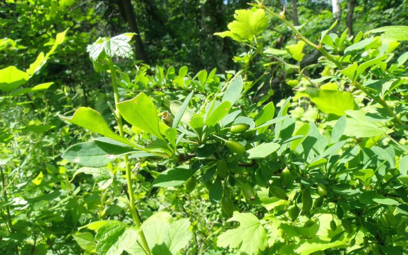 Small green leaves on a spiny branch with green plants in the background.  