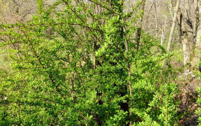 A plant with arching branches and small green leaves in front of a tree.   