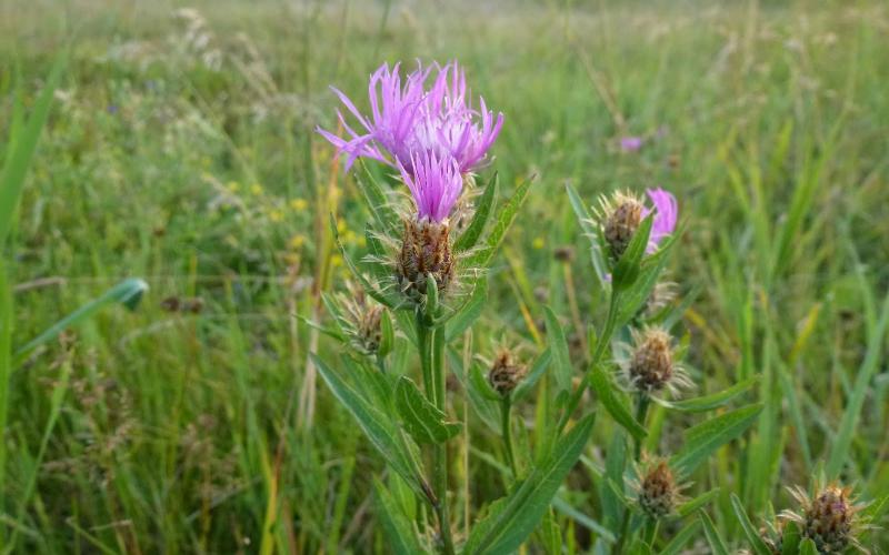 A purplish flower with grass in the background.  