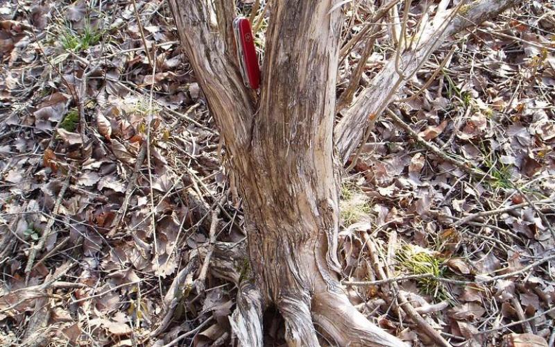 A closeup of a brown and shreddy tree trunk with dried leaves in the background. 