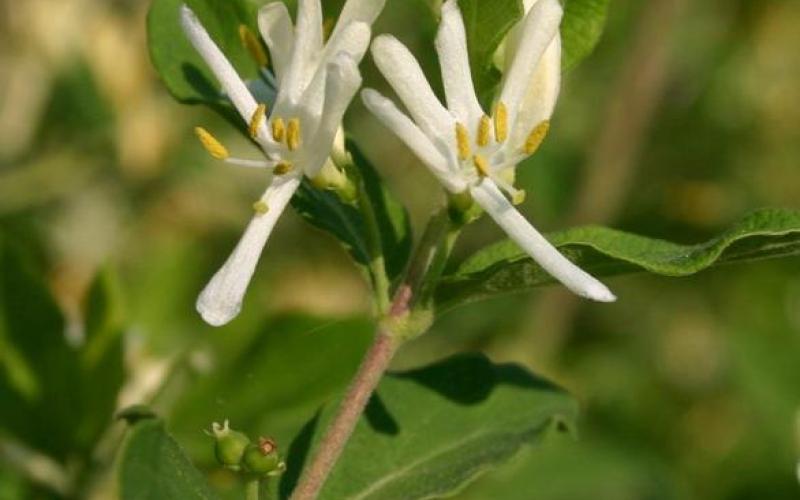 A closeup of a pair of white, tubular flowers with a blurred background. 