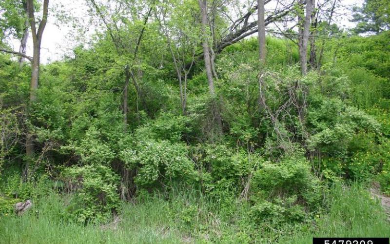 Many green plants, with some visible white flowers, in front of a wooded area.  