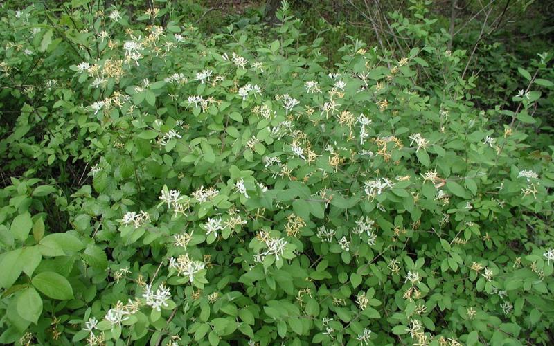 A shrub with green leaves and covered in white flowers.  