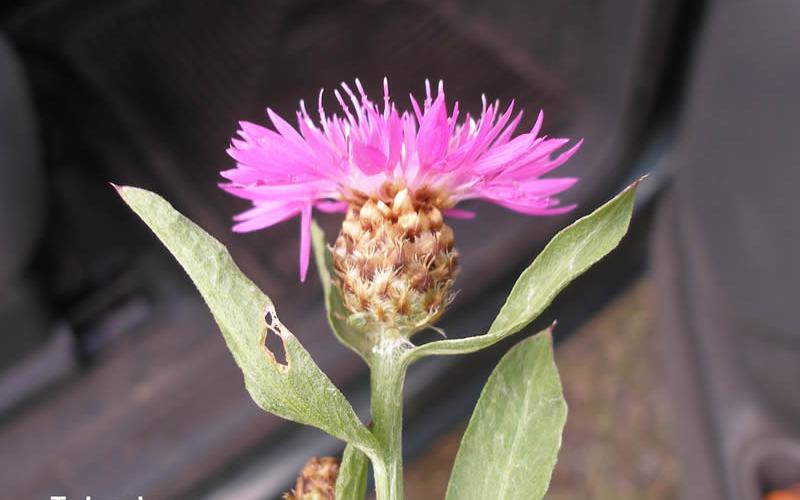 A single purplish flower with a dark background.  