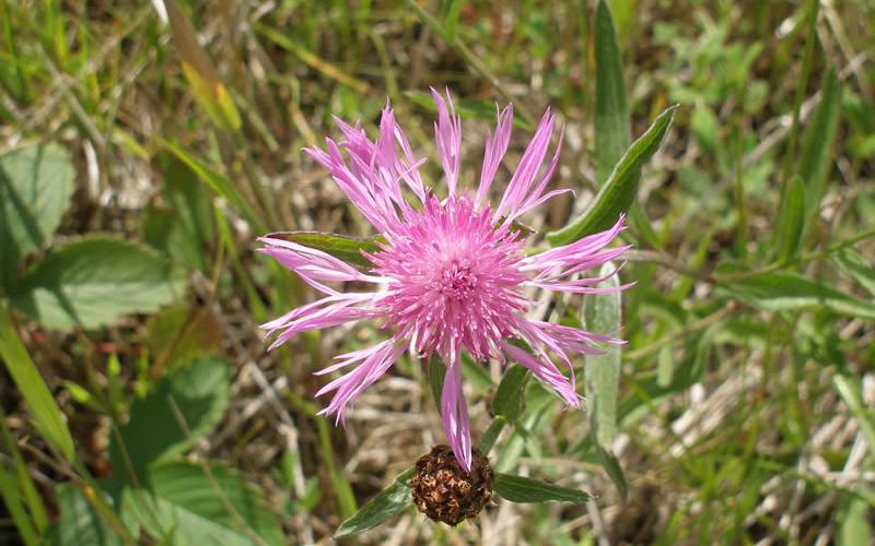 Top view looking down on a pinkish flower. 