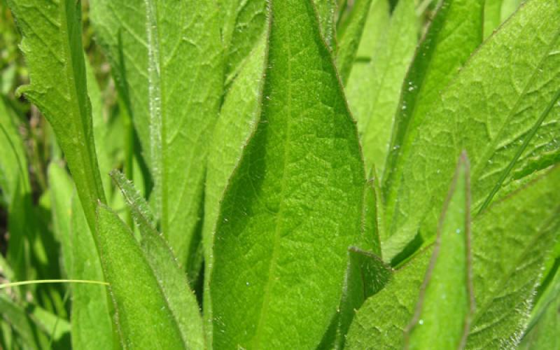 A cluster of long, narrow, pointed green leaves. 