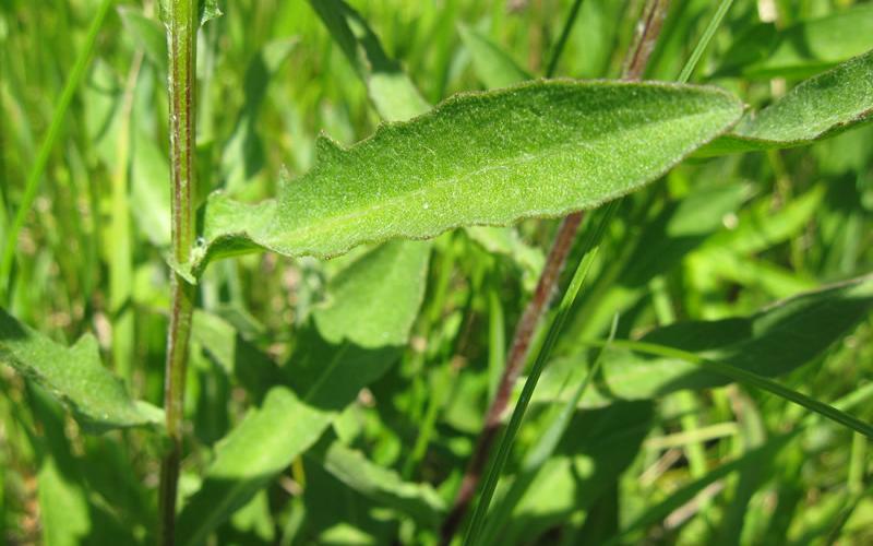 A single long, narrow leaf with plants in the background. 