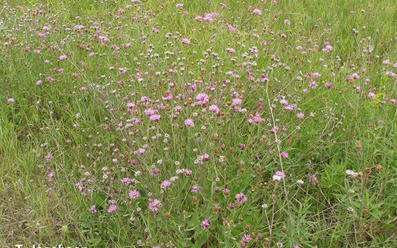 A group of plants growing in a grassy field. 