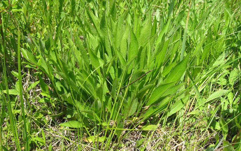 A cluster of leaves growing in a rosette.  