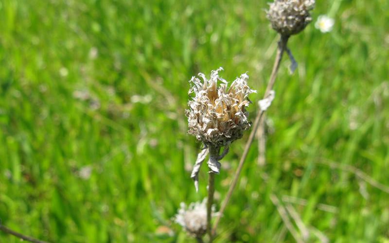 A dried seedhead with a green, blurred background. 