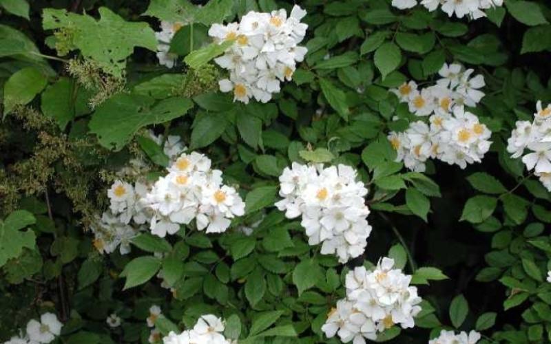 A green plant with multiple clusters of white flowers. 