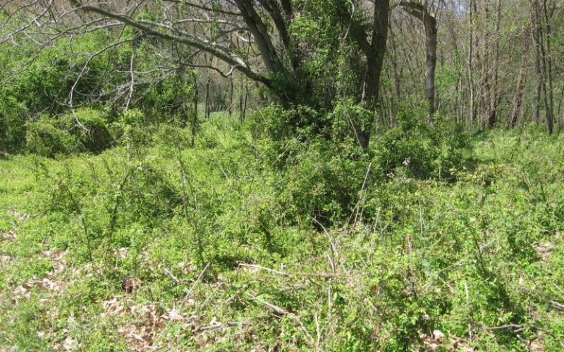 Green shrubs with arching branches under a tree with trees in the background. 