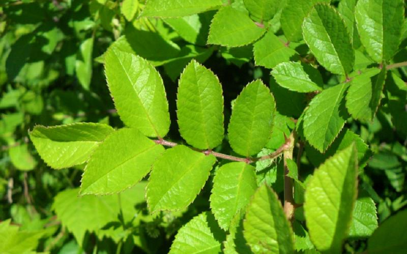 A closeup of green, oval shaped leaves on a brown twig.  