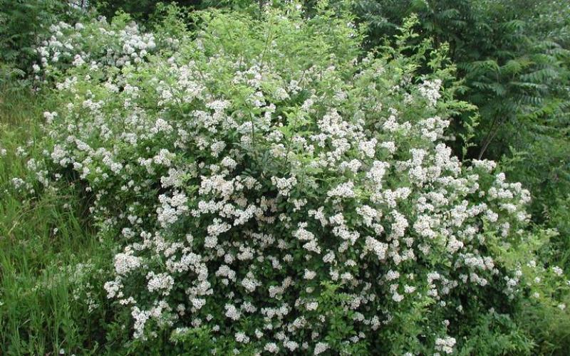 A shrub with green leaves and covered in white flowers.  