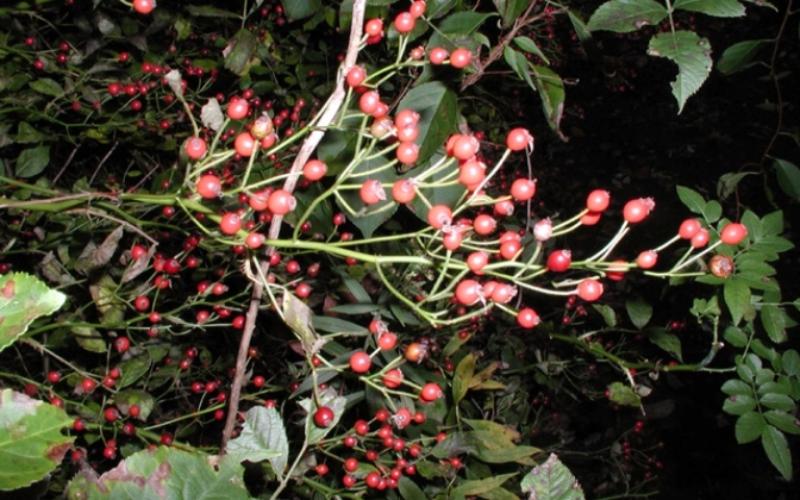 A green stem with clusters of red fruits.  