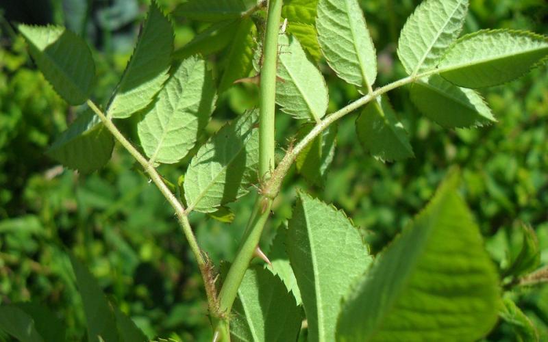 A closeup of the underside of a leaf showing brownish hairs and thorns. 