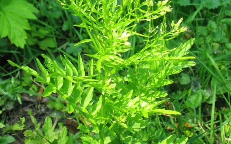 A green plant with narrow seedpods at the top of the plant.       