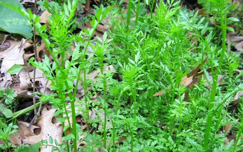 Multiple green plants growing through leaf litter of a forest.      