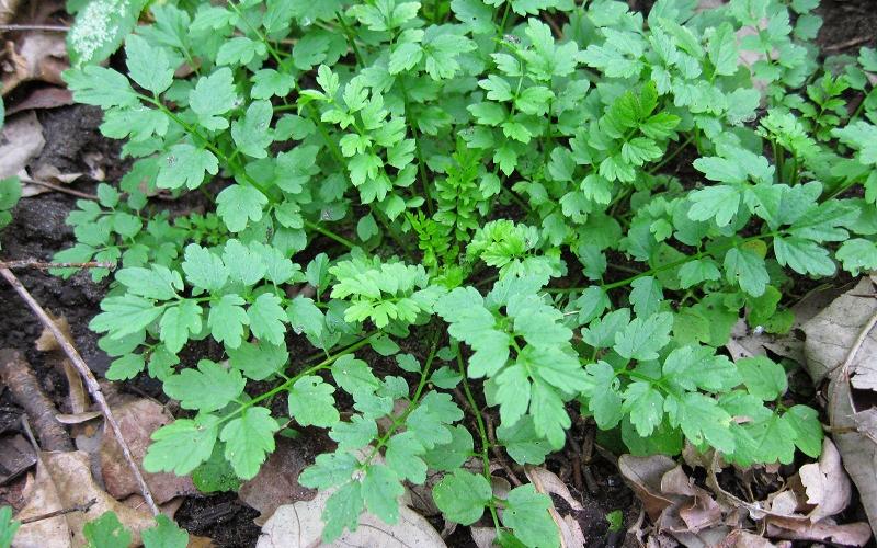 A closeup of a rosette growing through leaf litter.   