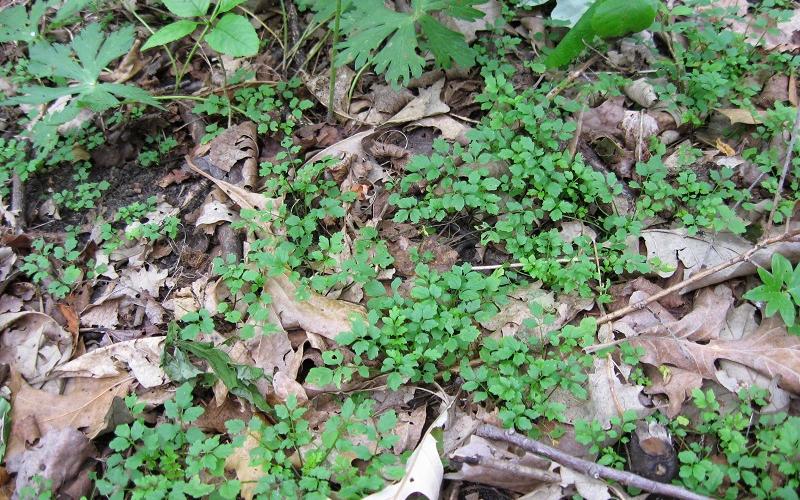 Multiple rosettes growing through leaf litter.      