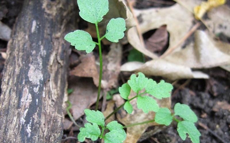 A small seedling growing next to a dead branch.    