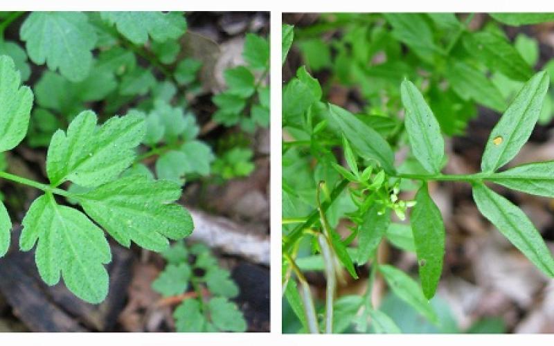 Two pictures of leaves in different life stages of the plant. The picture on the leaf shows a rosette leaf, and the picture on the right show a mature leaf. 