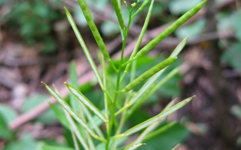 The seedpods of the plant are narrow and appear at the top of the plant. 