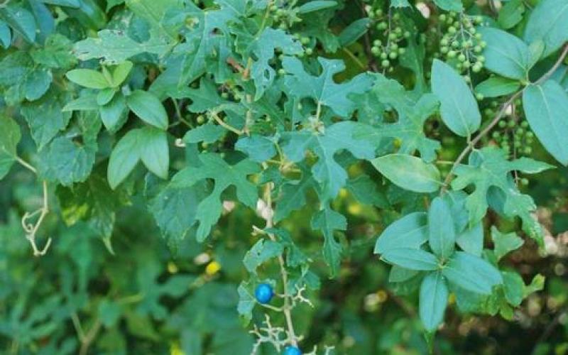 A mass of vines with purple fruit growing over other plants. 