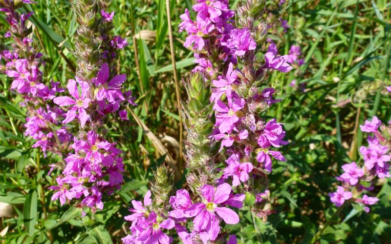 Flower stalks with numerous purple flowers.   